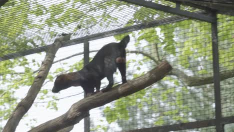 Tayra-En-Su-Recinto-En-El-Zoológico-De-Praga,-República-Checa