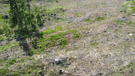 Aerial-drone-top-down-shot-over-destroyed-part-of-forest-due-to-wind-or-environmental-disaster-on-a-bright-sunny-day