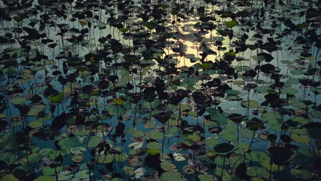 The-sun-reflecting-in-the-water-next-to-the-lilypads-in-a-marsh-in-Thailand