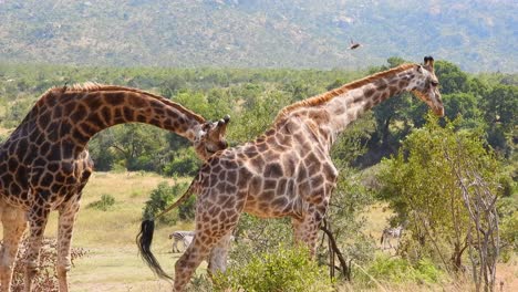 Playful-giraffe-smelling-companion,-static-shot