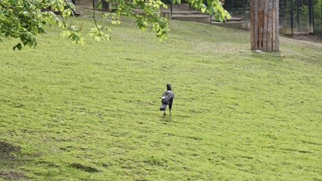 Zwei-Südliche-Nashornvögel-Schlendern-Gemütlich-über-Eine-Leuchtend-Grüne-Wiese-Im-Prager-Zoo,-Tschechische-Republik