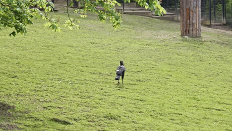 Dos-Cálaos-Terrestres-Del-Sur-Paseando-Tranquilamente-Por-Una-Vibrante-Pradera-Verde-En-El-Zoológico-De-Praga,-República-Checa