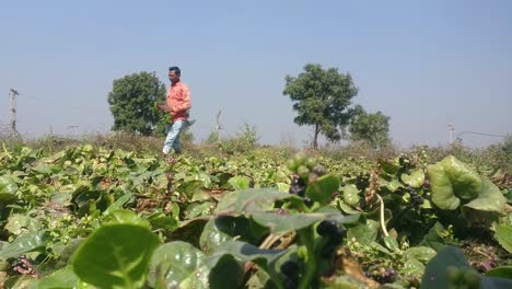 wide-scene-in-which-a-farmer-is-cultivating-advanced-vegetables