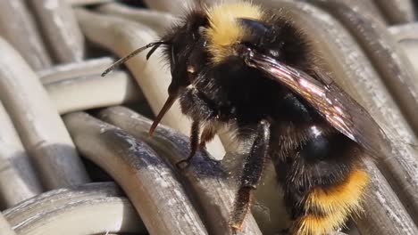 Full-frame-macro:-Honey-bee-becomes-covered-in-sweet,-sticky-honey