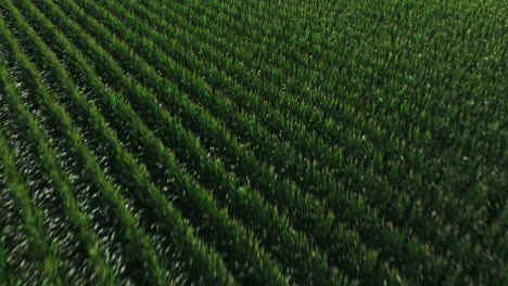 Flying-Over-Green-Corn-Field-In-Biscoe,-Prairie-County,-Arkansas,-United-States---drone-shot