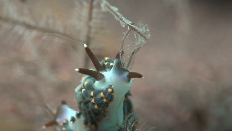 Stunning-sea-slug-nudibranch-climbing-coral-branch