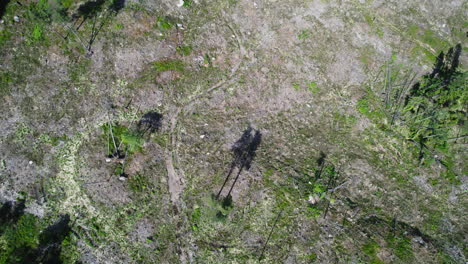 Aerial-drone-top-down-rotating-shot-over-destroyed-forest-due-to-deforestation-or-environmental-disaster-on-a-sunny-day