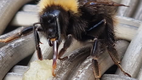 Macro-view-of-Honey-Bee-anatomy-detail-as-it-enjoys-licking-honey