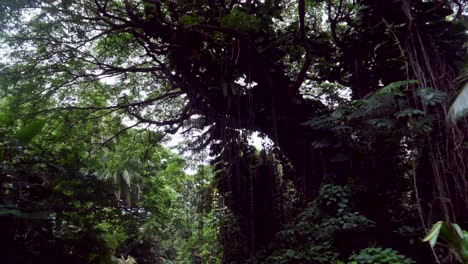 Ancient-rainforest-canopy-view,-pan-up-while-driving