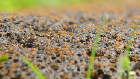 Hormigas-Bravas-En-Un-Nido-Encima-De-Una-Roca,-Moviéndose-A-Gran-Velocidad