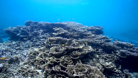 Impresionante-Arrecife-De-Coral-Tropical-Saludable