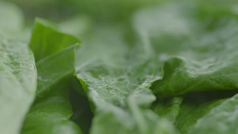 Fresh-green-salad-crop-gets-moisturize-and-watered-in-plantation,-close-up