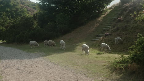 Eine-Gruppe-Weißer-Schafe,-Die-In-Einem-Heideland-Weiden,-Wunderschöner-Nationalpark-In-Dänemark,-Rebild-Bakker,-Sommerliche-Sonnenuntergangsatmosphäre