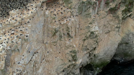 Aerial-Flying-Overhead-Colony-Of-Wild-Birds-On-Cliff-Beside-Ocean-Waves