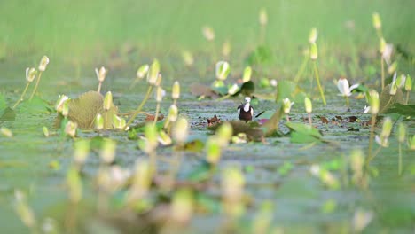 Pheasant-tailed-jacana-walking-on-the-lotus-leaves-in-the-lake-and-looking-for-food