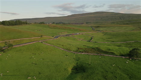 Establishing-Drone-Shot-Over-Yorkshire-Dales-Fields-of-Sheep-with-Whernside-in-Background
