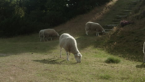 Nahaufnahme-Einer-Gruppe-Weißer-Schafe,-Die-In-Einer-Heide-Grasen,-Wunderschöner-Nationalpark-In-Dänemark,-Rebild-Bakker,-Sommerliche-Sonnenuntergangsatmosphäre