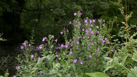 Greater-Willowherb,-Epilobium-hirsutum,-,-in-bloom-on-the-banks-of-the-River-Wye