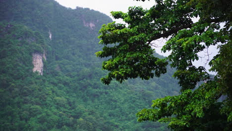 Static-shot-of-mountain-with-lush-vegetation,-tree-in-foreground,-Phi-Phi-Islands