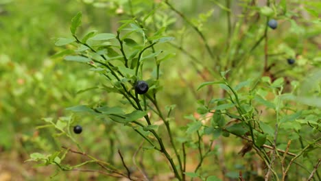 Close-up-of-blueberry-twig-in-a-forest