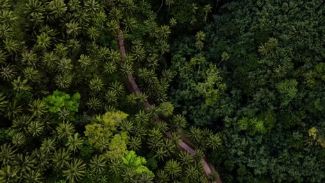Zoom-In-Aerial-View-of-a-Green-Tropical-Forest-with-Palm-Trees-and-a-Dirt-Road-on-Fatu-Hiva-Island-in-Marquesas-South-Pacific-French-Polynesia