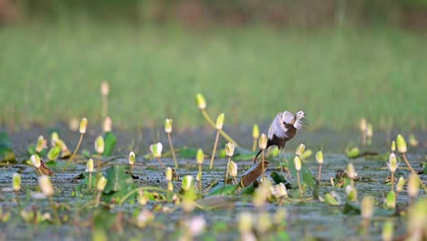 Pheasant-tailed-jacana-or-Hydrophasianus-chirurgus-in-natural-green-background-duuring-monsoon-season-at-wetland