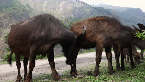 Un-Grupo-De-Búfalos-Pastando-En-Hierba-En-Un-Pequeño-Pueblo-De-Nepal,-Himalaya.