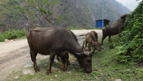 Wasserbüffel-Fressen-Unkraut-Und-Gras-Am-Straßenrand-In-Einem-Kleinen-Dorf-In-Nepal