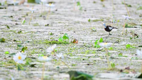 Pheasant-Tailed-Jacana-Feeding-on-Floating-Leaf