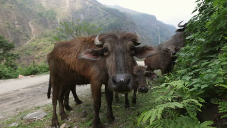 Cerca-De-Búfalos-Jóvenes-Al-Costado-De-La-Carretera-En-Nepal,-Himalaya