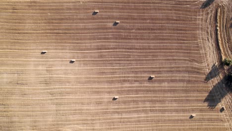 Vertical-aerial-4K-drone-revealing-view-of-a-wheat-field-after-the-harvest-with-its-disseminated-straw-bales-on-a-sunny-day-in-Spain