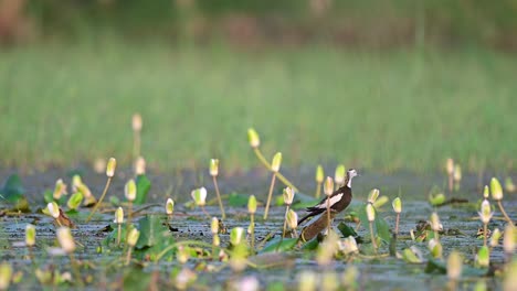Pheasant-Tailed-Jacana-Bird-Preening-in-beautiful-habitat-of-Water-lily