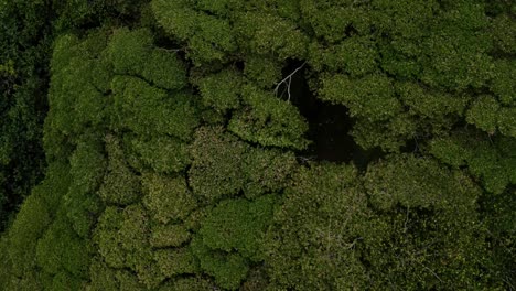 Aerial-View-of-Green-Tropical-Rainforest-Canopy-on-Fatu-Hiva-Island-Marquesas-South-Pacific-French-Polynesia