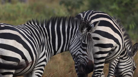 Two-zebra-grazing-on-grass-in-Uganda,-Africa