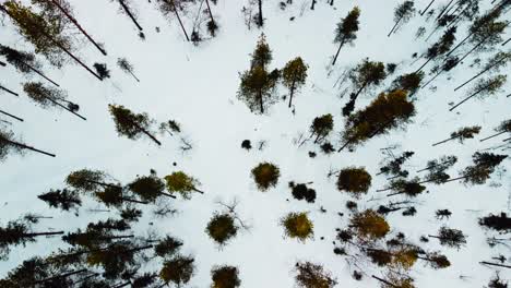 top-down-shot-from-the-drone-of-the-forest-in-the-arctic-circle