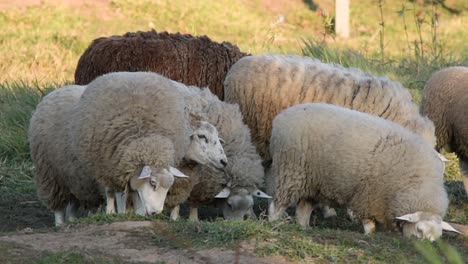 Group-of-woolly-sheep-grazing-freely-on-farm