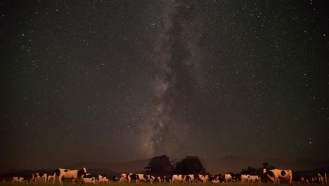 Lapso-De-Tiempo-De-Estrellas-Sobre-Pasto-De-Vacas-En-La-Noche