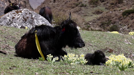 Madre-Y-Joven-Yak-Sentados-Al-Sol-Con-Flores-Silvestres-Amarillas-En-Las-Montañas-De-Nepal,-Himalaya.