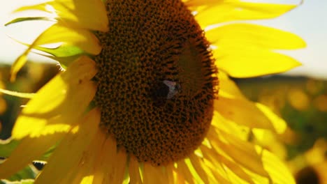 Atemberaubende-HD-Aufnahmen-Einer-Biene,-Die-Pollen-Von-Wunderschönen-Sonnenblumen-In-Einem-Sonnenblumenfeld-Sammelt
