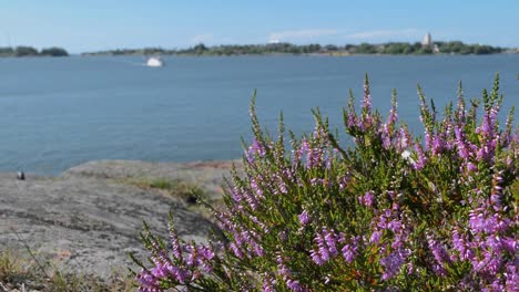 Rocky-shore-purple-flower-sea-view-with-boat,-Heather,-calluna-vulgaris