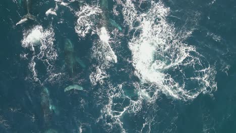 Beautiful-scenic-view-large-pods-of-humpback-whales-swimming-and-gliding-at-the-South-Pacific-Ocean-in-Sydney,-Australia---top-down-bird-eye-drone-shot