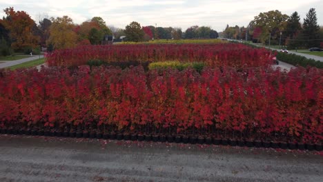 Flying-Above-Beautiful-Fall-Colors-In-Botanical-Garden-In-Niagara-Region,-Ontario,-Canada