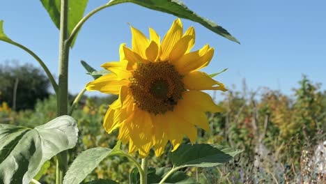 Bee-in-yellow-sunflower-with-blue-sky,-summertime-happiness