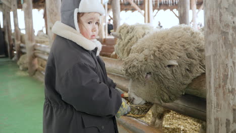 Little-Girl-Feeds-Sheep-with-Dried-Grass-From-the-Busket-in-Daegwallyeong-Sheep-Farm-in-South-Korea-on-Winter-Day