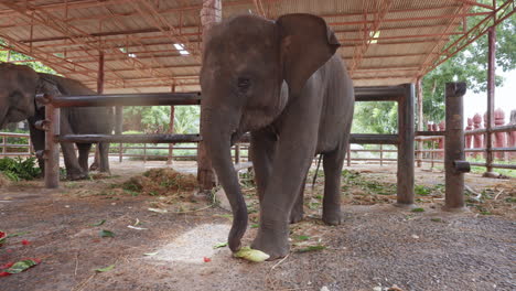 Bebé-Elefante-Asiático-Pelando-Maíz-Con-Trompa-En-Tailandia