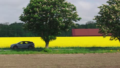Grey-car-drives-along-road-lined-with-canola-field-and-large-bushy-trees
