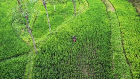 Luftaufnahme-Von-Grünen-Reisfeldern-In-Lombok,-Indonesien