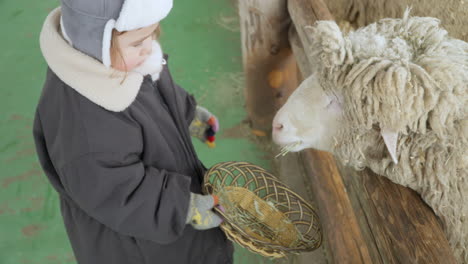 Beautiful-young-girl-giving-food-to-sheep-standing-by-barn-at-a-farm