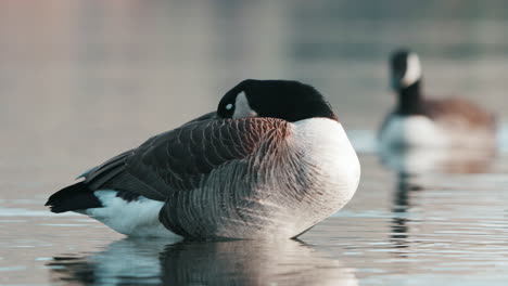Close-Up-Of-Canadian-Goose-Sleeping-In-The-Water-In-Lake-Hayes,-Queenstown,-New-Zealand