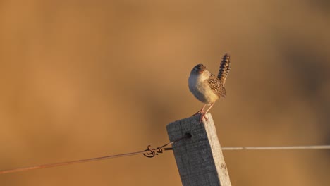 Slow-motion-shot-of-a-Grass-Wren-on-a-fence-post-chirping-and-calling-out